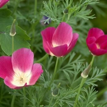 Eschscholzia californica 'Purple Gleam' 