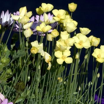 Eschscholzia californica 'Sundew' 