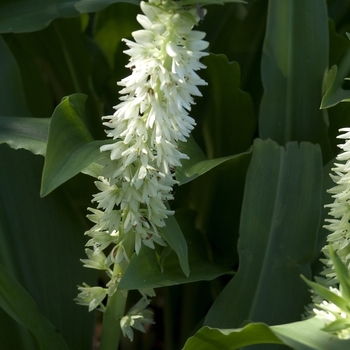 Eucomis comosa 