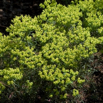 Euphorbia cyparissias 