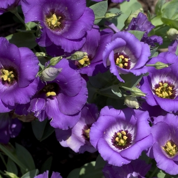 Eustoma grandiflorum 'Forever Blue' 