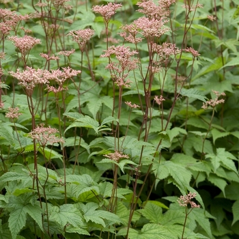 Filipendula koreana 