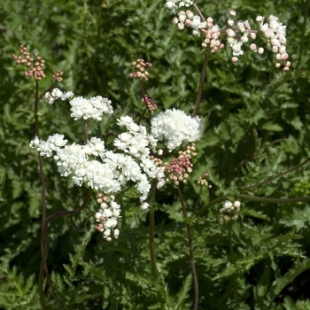 Filipendula vulgaris 'Flora Plena'