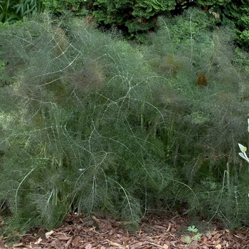 Foeniculum vulgare 'Purpureum' 