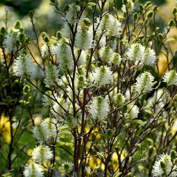 Fothergilla x intermedia Legends of the Fall - Behmerwald Nursery