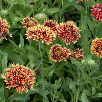 Gaillardia pulchella 'Sundance Bicolor'