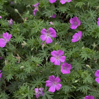 Geranium sanguineum 'Alan Bloom' 