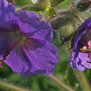 Geranium dalmaticum 