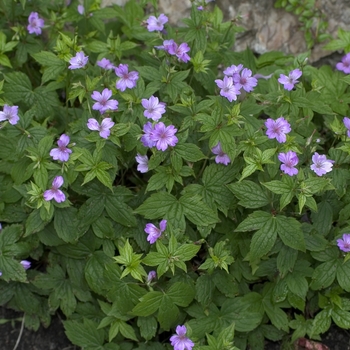 Geranium nodosum 'Svelte Lilac' 