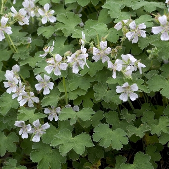 Geranium renardii 