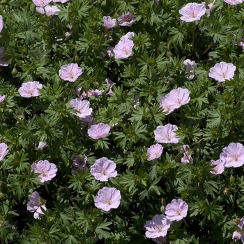 Geranium sanguineum var. striatum 