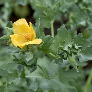 Glaucium flavum