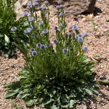 Globularia trichosantha 