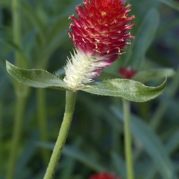 Gomphrena globosa 'Strawberry Fields' 