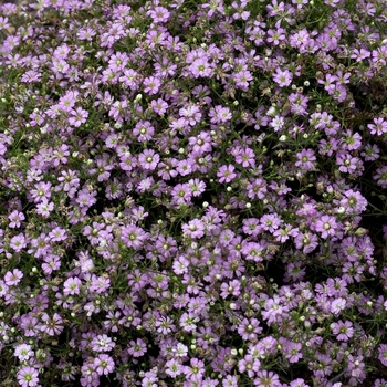 Gypsophila muralis 'Gypsy Deep Rose' 