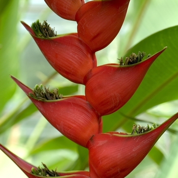 Heliconia pendula 'Frosty'