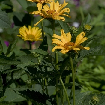 Heliopsis helianthoides var. scabra 'Orange King'