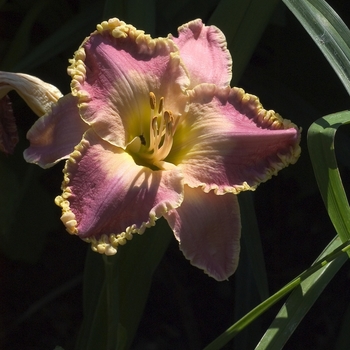 Hemerocallis 'Age of Elegance'