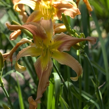 Hemerocallis 'All American Windmill' 