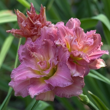 Hemerocallis 'Almond Puff'