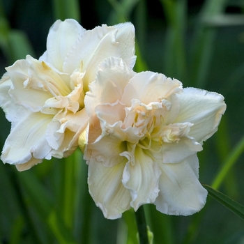 Hemerocallis 'Angel Cups'