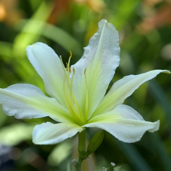 Hemerocallis 'Asterisk' 