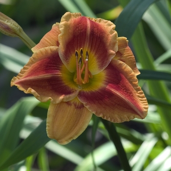 Hemerocallis 'Aztec Priestess' 