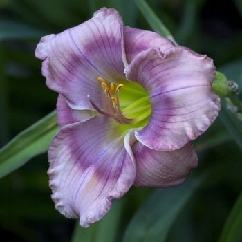 Hemerocallis 'Ben Lee' 