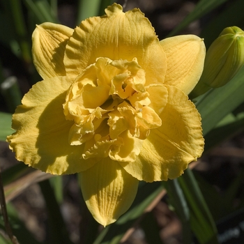 Hemerocallis 'Betty Woods' 