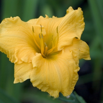 Hemerocallis 'Brookwood Dorado'