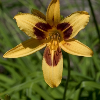 Hemerocallis 'Buckeye'