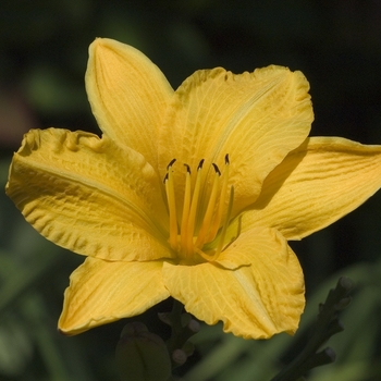 Hemerocallis 'Cartwheels'