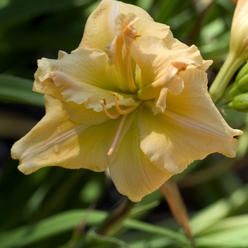 Hemerocallis 'Double Conch Shell' 