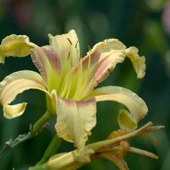 Hemerocallis 'Dune Needlepoint' 