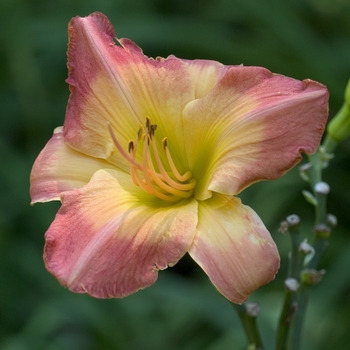 Hemerocallis 'Etosha' 