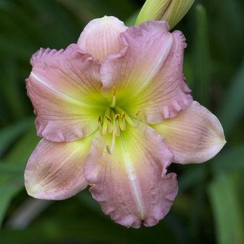 Hemerocallis 'Fair Rose'