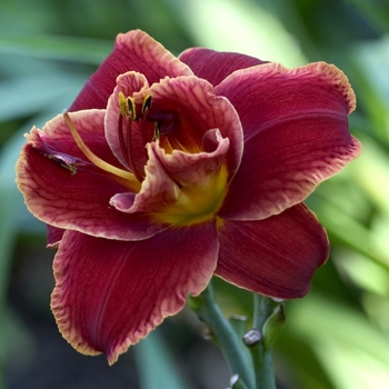 Hemerocallis 'Fire of Fuji' 