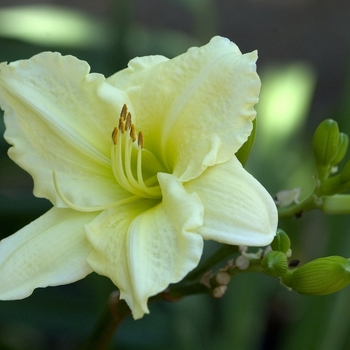 Hemerocallis 'High Honor'