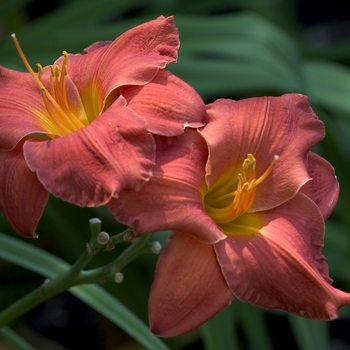 Hemerocallis 'House of Orange' 