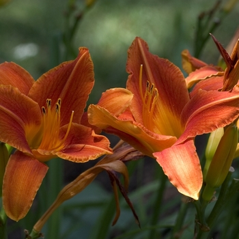 Hemerocallis 'Lady Lucile'