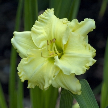 Hemerocallis 'Lemon Custard Delight'