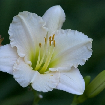 Hemerocallis 'Lullaby Baby'