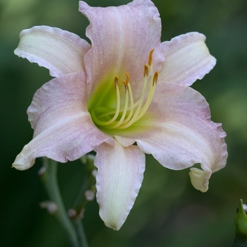 Hemerocallis 'Luxury Lace'