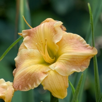 Hemerocallis 'Mitchell Deichhardt'