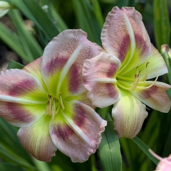 Hemerocallis 'New Series'