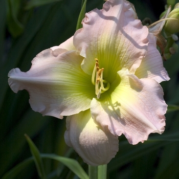 Hemerocallis 'Pastel Classic'