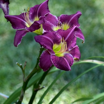 Hemerocallis 'Phoenician Ruffles'