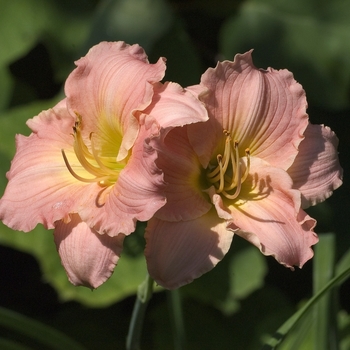 Hemerocallis 'Pink Grace'