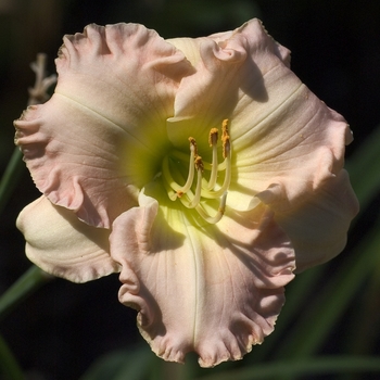 Hemerocallis 'Pink Grandeur' 