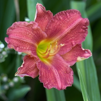 Hemerocallis 'Red Rum' 